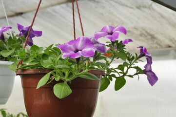 Petunia flowers in a hanging pot. Cache-pot with flowers.