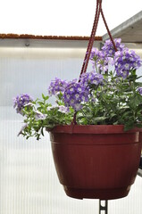 Flowers for the garden. Beautiful garden flowers in pots. Cache-pot with flowers.