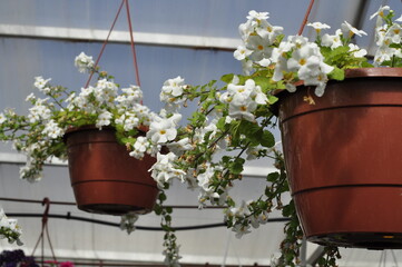 Flowers for the garden. Beautiful garden flowers in pots. Cache-pot with flowers.