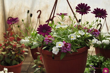 Flowers for the garden. Beautiful garden flowers in pots. Cache-pot with flowers.