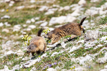 Marmots playing in the grass on the Vercors Highlands, France