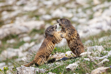 Marmots playing in the grass on the Vercors Highlands, France