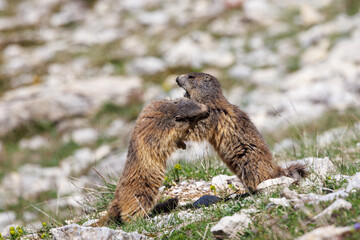 Marmots playing in the grass on the Vercors Highlands, France