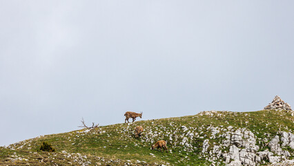 bex grazing on a ridge in the South Vercors, France