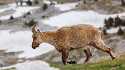 Ibex in mountain landscape  with snow in Vercors, France