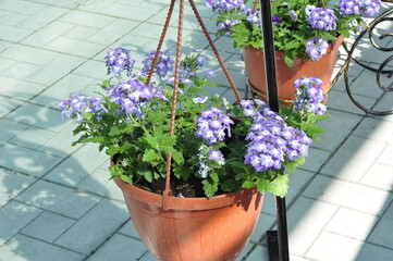 Flowers for the garden. Beautiful garden flowers in pots. Cache-pot with flowers.