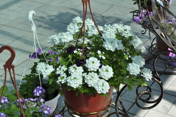 Flowers for the garden. Beautiful garden flowers in pots. Cache-pot with flowers.