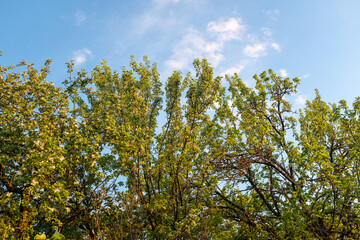 Obraz premium Backdrop from blossoming apple tree on blue sky background. Blossom apple-trees with white flowers for publication, design, poster, calendar, post, screensaver, wallpaper, card, banner, cover, website