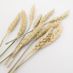 Dried wheat spikelets close-up for interior and design.