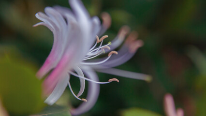 close up of a pink flower