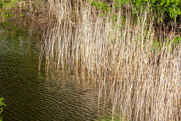 枯れた葦の植生