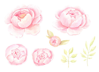Watercolor clipart hand drawn with delicate light pink peonies with buds and twigs with pale green leaves in high quality for design