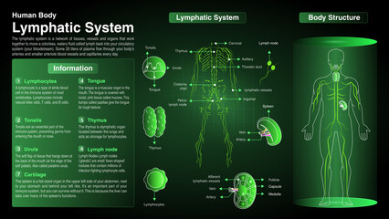 Vector Diagrams of Lymphatic system: Function, Organs and Anatomy - obrazy, fototapety, plakaty