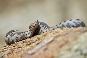 Fototapeta premium Nose-Horned Viper close-up (Vipera ammodytes)