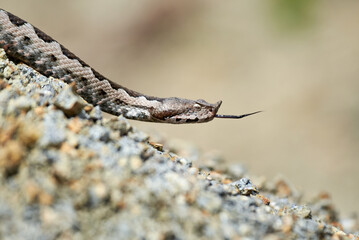 Nose-Horned Viper with forked tongue outside (Vipera ammodytes)