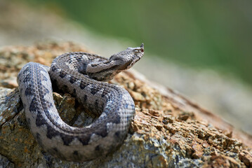 Nose-Horned Viper close-up (Vipera ammodytes)