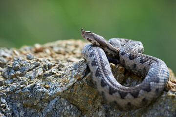 Nose-Horned Viper close-up (Vipera ammodytes)