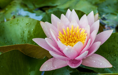 A close-up view of a lotus with pink petals and yellow stamens blooming beautifully above its leaves.