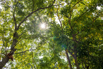 Fototapeta na wymiar A view from below as sunlight shines through the background of a large group of green leaves.