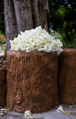 Beautifully blooming clusters of white Dolichandrone serrulata flowers are piled on brown cement...
