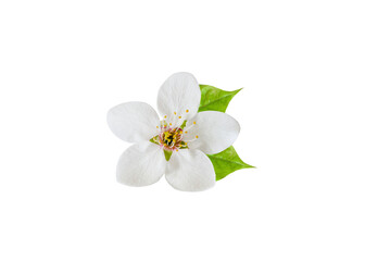 Fototapeta na wymiar Beautiful tree blossom isolated on white. Spring season. High quality photo