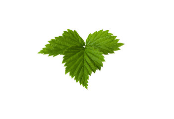 Raspberry leaves isolated on white background. High quality photo