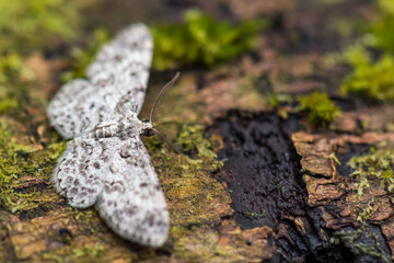 geometer moth - Physocleora scutigera, small beautiful white moth from South American forests and woodlands, Ecuador.