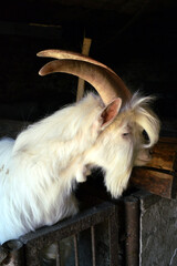Koza o bujnej sierści i wesołym wyglądzie. Radosna biała koza z długimi rogami i sierścią.