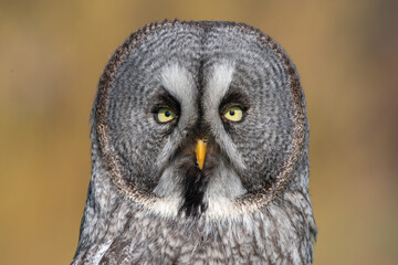 great grey owl