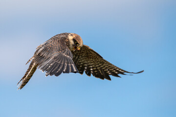 red tailed hawk in flight