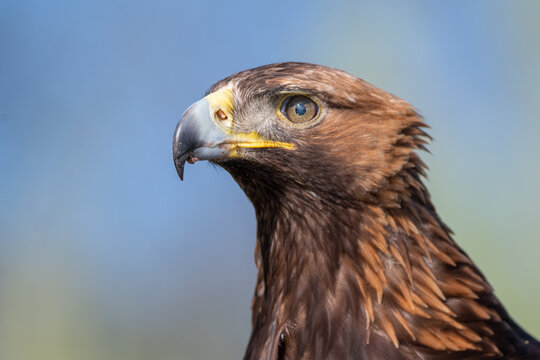 Portrait of an eagle head with sharp beak and piercing eyes, detailed close up of majestic bird of prey isolated against natural background