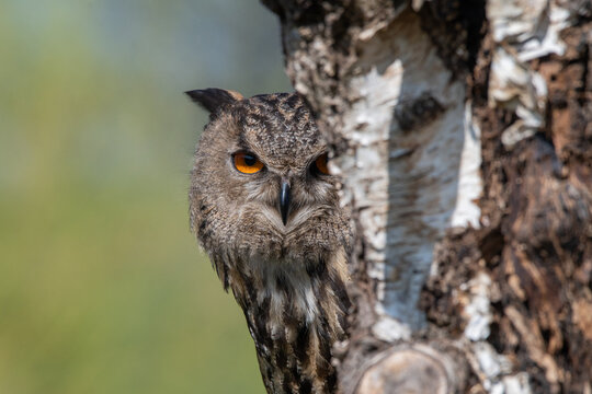 Owl peeking from behind a tree trunk looking at the camera, mysterious nocturnal bird wildlife portrait in natural forest setting