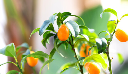 Kumquat Fruit on the branch tree, Fruit Citrus Orchard, Nature Background,