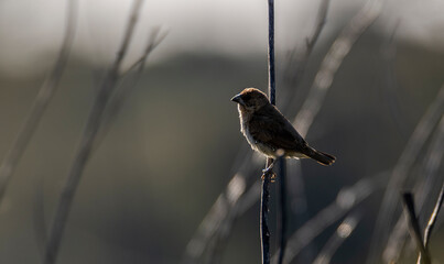 sparrow on a grass