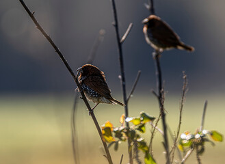 bird on the grass