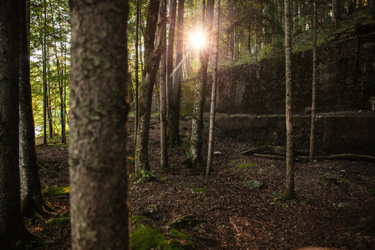 forest in the morning