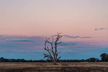 dead tree at dusk