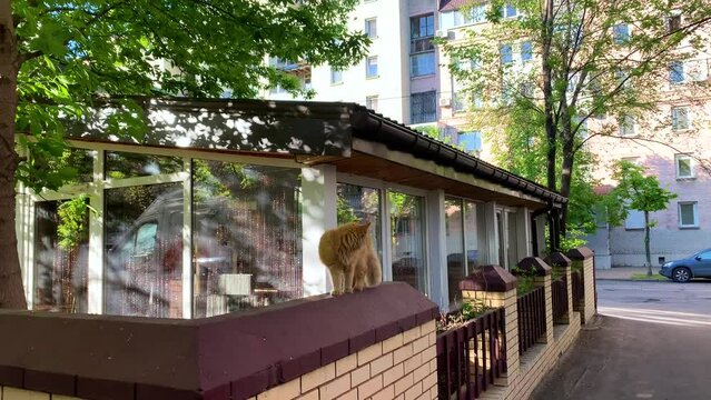 Beautiful royal orange cat enjoying a fantastic sunny day outside in the city