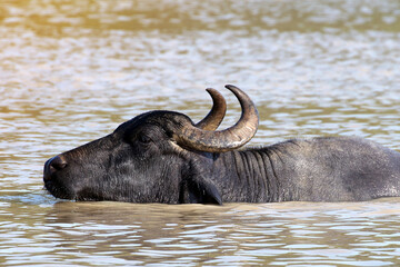 a water buffalo in the water