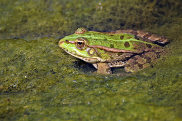 seaweed and frog