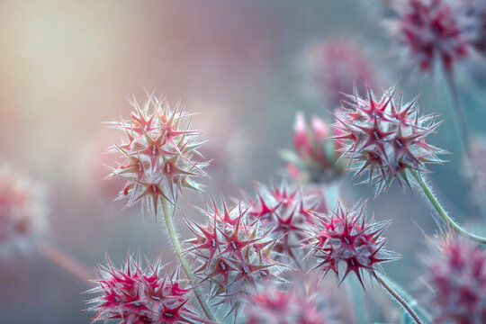 Star Clover - Trifolium stellatum Wildflower
