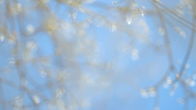 Willow tree ice covered in spring time. Blooming pussy willow bush. Blue sky on a background. Bokeh.