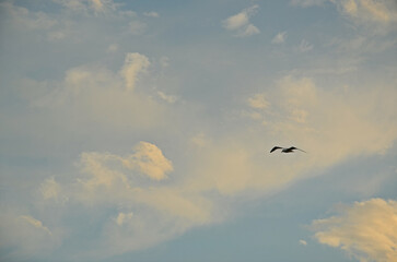 Seagulls flying in the cloudy evening sky