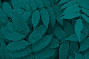 Dark vegetable background from meadowsweet leaves. Abstract natural wallpaper from the foliage of a ornamental shrub. Deep turquoise tinted plant backdrop