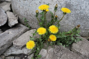 dandelions and stones