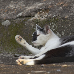 tabby cat, stretching, lying on a rustic floor.