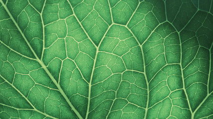 Plant leaf close-up. Mosaic pattern of  cells and veins. Abstract background on a vegetable theme. Beautiful nature structure. Green tinted wallpaper. Horseradish leaf. Macro