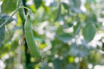 畑のスナップエンドウ © umaruchan4678