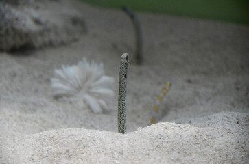 ガーデンイール