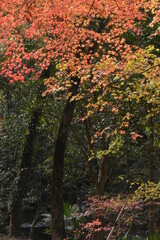 紅葉